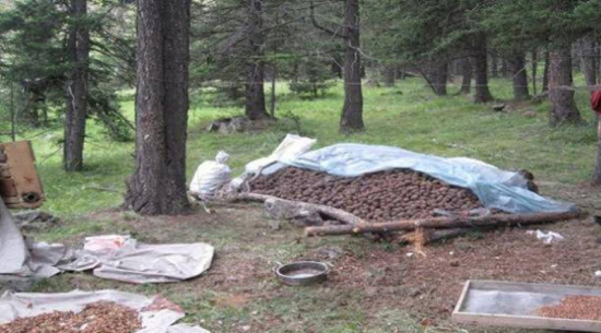 Самар бэлтгэхийг ирэх жилийн аравдугаар сар хүртэл хориглолоо